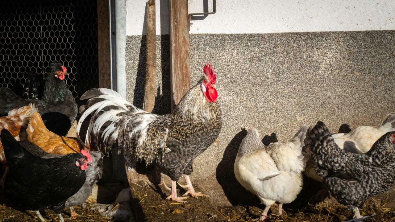 Stubaier Bauern Appartement Telfes im Stubai Exteriör bild
